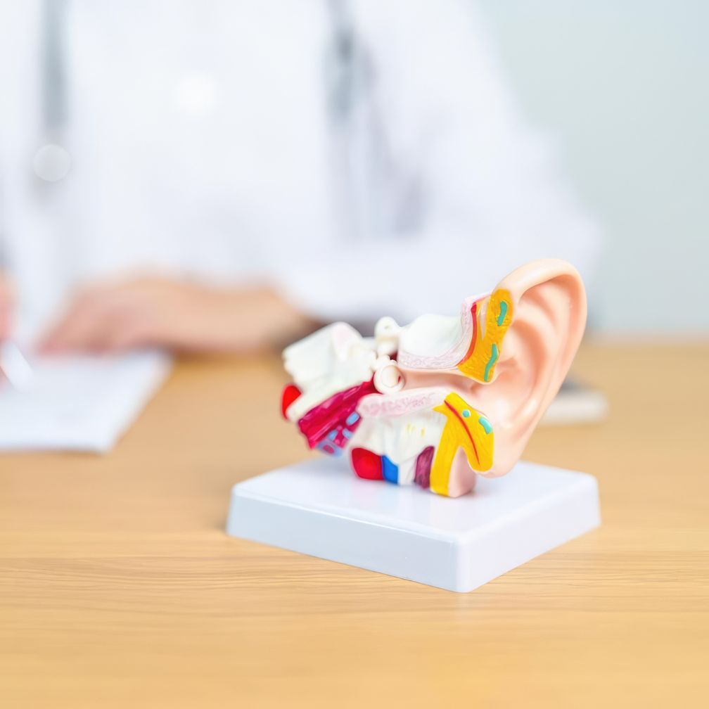 A model of a human ear sits on a desk, with a person in a white coat and stethoscope blurred in the background, suggesting a medical setting.